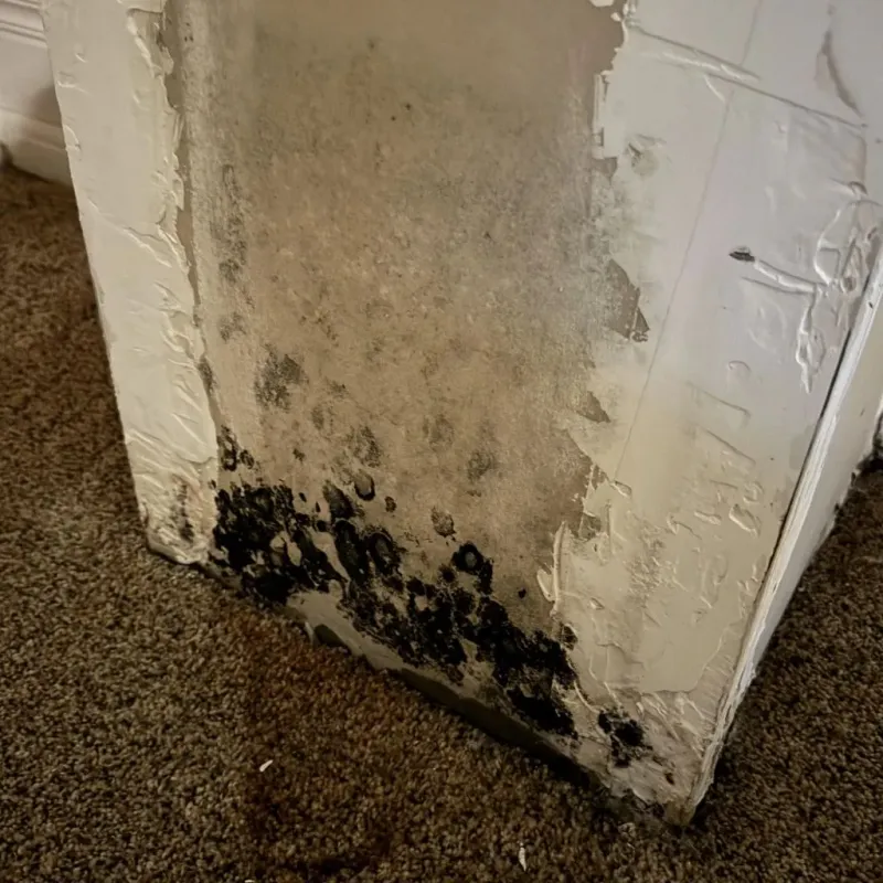 Professional Mold Removal in Allegan County, MI